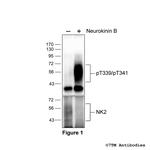 Phospho-Tachykinin Receptor 2 (Thr339, Thr341) Antibody in Western Blot (WB)