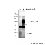 Phospho-Tachykinin Receptor 2 (Thr353, Thr356) Antibody in Western Blot (WB)