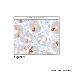NK2, Tachykinin Receptor 2 Antibody in Immunohistochemistry (Paraffin) (IHC (P))