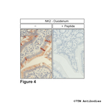 NK2, Tachykinin Receptor 2 Antibody in Immunohistochemistry (Paraffin) (IHC (P))