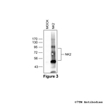 NK2, Tachykinin Receptor 2 Antibody in Western Blot (WB)