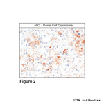 NK2, Tachykinin Receptor 2 Polyclonal Antibody
