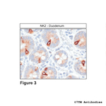 NK2, Tachykinin Receptor 2 Antibody in Immunohistochemistry (Paraffin) (IHC (P))