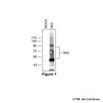 NK2, Tachykinin Receptor 2 Antibody in Western Blot (WB)