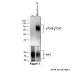 Phospho-Tachykinin Receptor 3 (Thr389, Thr390) Antibody in Western Blot (WB)