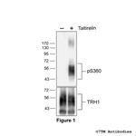 Phospho-Thyrotropin-Releasing Hormone Receptor 1 (Ser360) Polyclonal Antibody