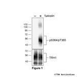 Phospho-Thyrotropin-Releasing Hormone Receptor 1 (Ser364, Thr365) Polyclonal Antibody