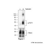 Phospho-Thyrotropin-Releasing Hormone Receptor 1 (Thr371) Polyclonal Antibody