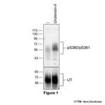 Phospho-Urotensin Receptor (Ser360, Ser361) Polyclonal Antibody