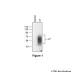 UT, Urotensin Receptor Polyclonal Antibody