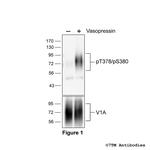 Phospho-Vasopressin Receptor 1A (Thr378, Ser380) Polyclonal Antibody