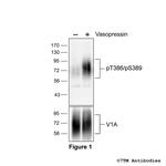 Phospho-Vasopressin Receptor 1A (Thr386, Ser389) Polyclonal Antibody