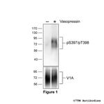 Phospho-Vasopressin Receptor 1A (Ser397, Thr398) Polyclonal Antibody