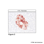 V1A, Vasopressin Receptor 1A Polyclonal Antibody