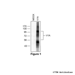 V1A, Vasopressin Receptor 1A Antibody in Western Blot (WB)