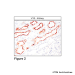 V1B, Vasopressin Receptor 1B Antibody in Immunohistochemistry (Paraffin) (IHC (P))