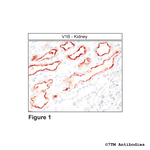 V1B, Vasopressin Receptor 1B Antibody in Immunohistochemistry (Paraffin) (IHC (P))