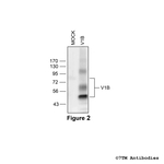 V1B, Vasopressin Receptor 1B Antibody in Western Blot (WB)