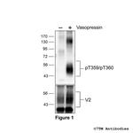 Phospho-Vasopressin Receptor 2 (Thr359, Thr360) Antibody in Western Blot (WB)