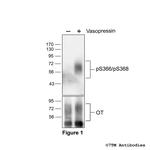 Phospho-Oxytocin Receptor (Ser366, Ser368) Polyclonal Antibody