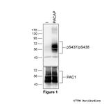 Phospho-PACAP Receptor 1 (Ser437, Ser438) Polyclonal Antibody