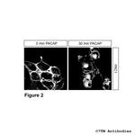 PAC1, PACAP Receptor 1 Antibody in Immunocytochemistry (ICC/IF)