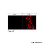 PAC1, PACAP Receptor 1 Antibody in Immunocytochemistry (ICC/IF)