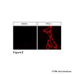 PAC1, PACAP Receptor 1 Antibody in Immunocytochemistry (ICC/IF)