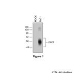 PAC1, PACAP Receptor 1 Polyclonal Antibody