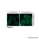Phospho-VIP Receptor 1 (Thr429, Ser431, Thr432) Antibody in Immunocytochemistry (ICC/IF)