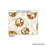 VPAC1, VIP Receptor 1 Polyclonal Antibody