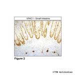 VPAC1, VIP Receptor 1 Antibody in Immunohistochemistry (Paraffin) (IHC (P))