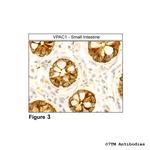 VPAC1, VIP Receptor 1 Antibody in Immunohistochemistry (Paraffin) (IHC (P))