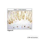 VPAC1, VIP Receptor 1 Antibody in Immunohistochemistry (Paraffin) (IHC (P))