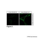 Phospho-VIP Receptor 2 (Ser425, Ser429) Antibody in Immunocytochemistry (ICC/IF)