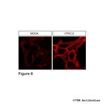 VPAC2, VIP Receptor 2 Antibody in Immunocytochemistry (ICC/IF)