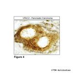 VPAC2, VIP Receptor 2 Antibody in Immunohistochemistry (Paraffin) (IHC (P))
