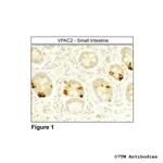 VPAC2, VIP Receptor 2 Polyclonal Antibody