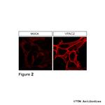 VPAC2, VIP Receptor 2 Antibody in Immunocytochemistry (ICC/IF)