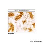 VPAC2, VIP Receptor 2 Antibody in Immunohistochemistry (Paraffin) (IHC (P))