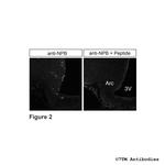 NPB, Neuropeptide B Antibody in Immunohistochemistry (Paraffin) (IHC (P))