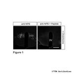 NPB, Neuropeptide B Polyclonal Antibody
