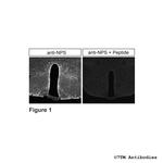 NPS, Neuropeptide S Polyclonal Antibody