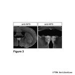 NPS, Neuropeptide S Antibody in Immunohistochemistry (Paraffin) (IHC (P))