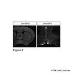 NPS, Neuropeptide S Antibody in Immunohistochemistry (Paraffin) (IHC (P))