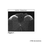 N/OFQ, Nociceptin/Orphanin FQ Polyclonal Antibody