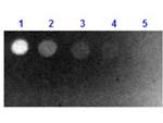 Fab Biotin Antibody in Dot Blot (DB)