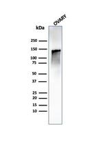 Caldesmon, HMW (h-Caldesmon) Antibody in Western Blot (WB)