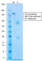 Caldesmon, HMW (h-Caldesmon) Antibody in SDS-PAGE (SDS-PAGE)