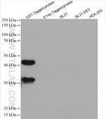 GST Tag Antibody in Western Blot (WB)